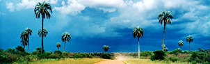 Parque Nacional El Palmar