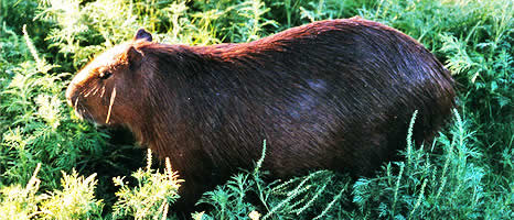 Ecoturismo en Entre Rios